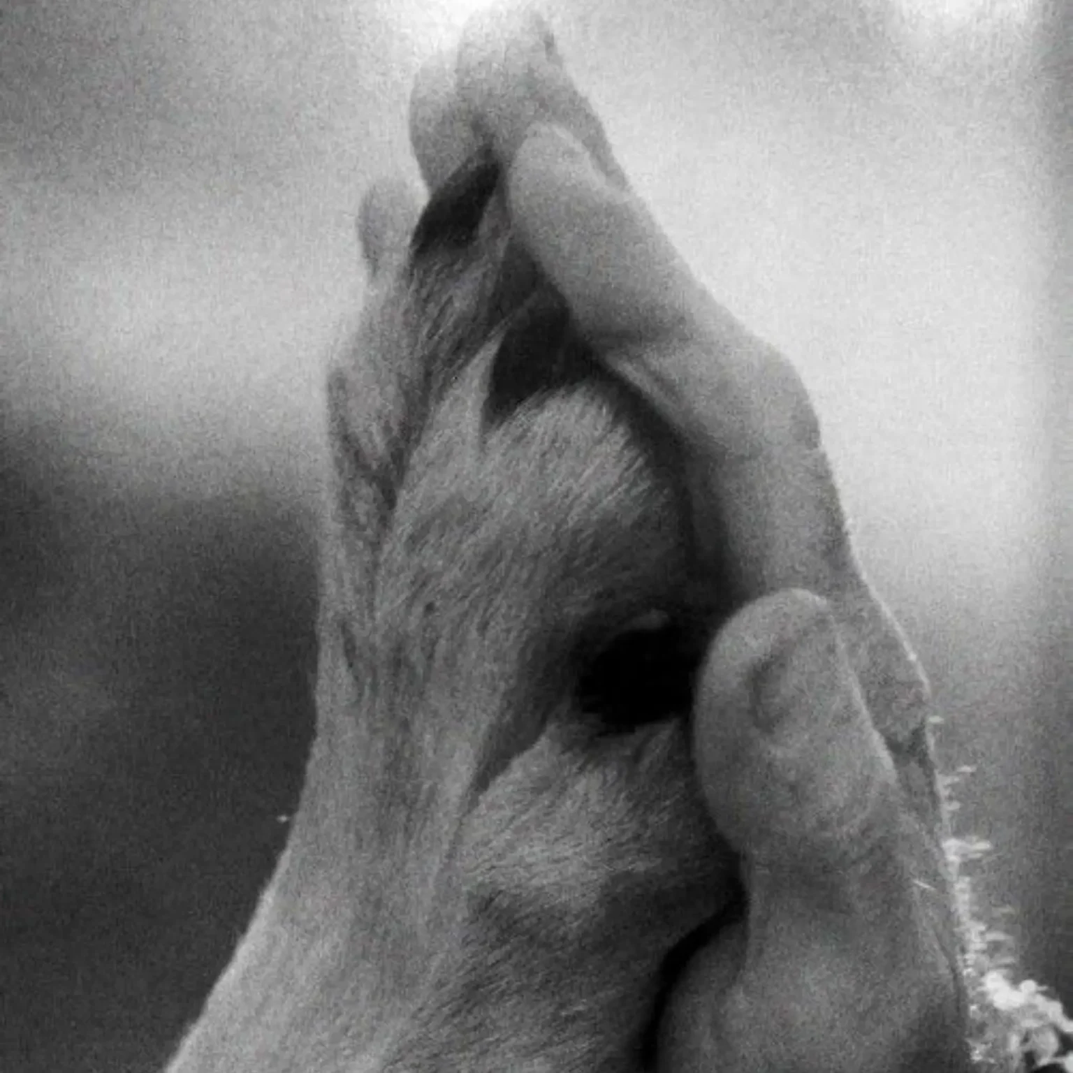 Hayvan Hakları Yasası Astrolojik İnceleme